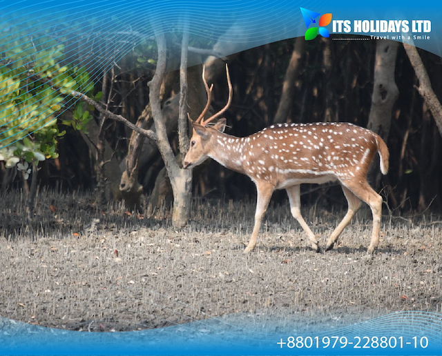 The 10 Best Khulna Tours & Attractions in Banglade