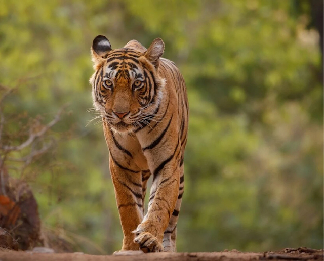 sundarban-tour-package-with-bangla