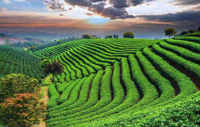 sylhet-tour-in-bangla