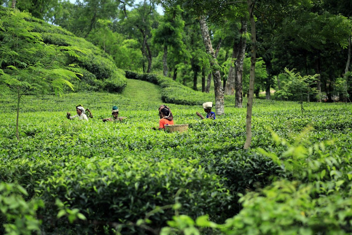 https://www.itsholidaysltd.com/holiday-packages#bangladesh